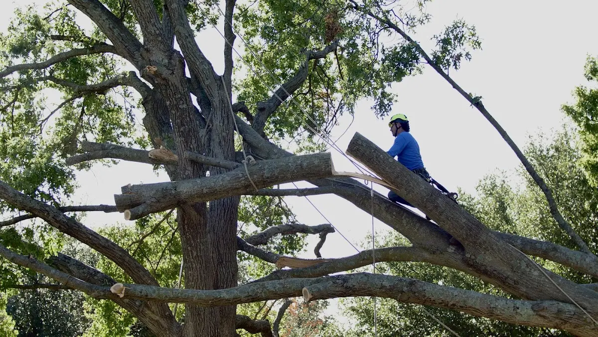 Professional Crown Thinning performed by certified arborists in Bennington
